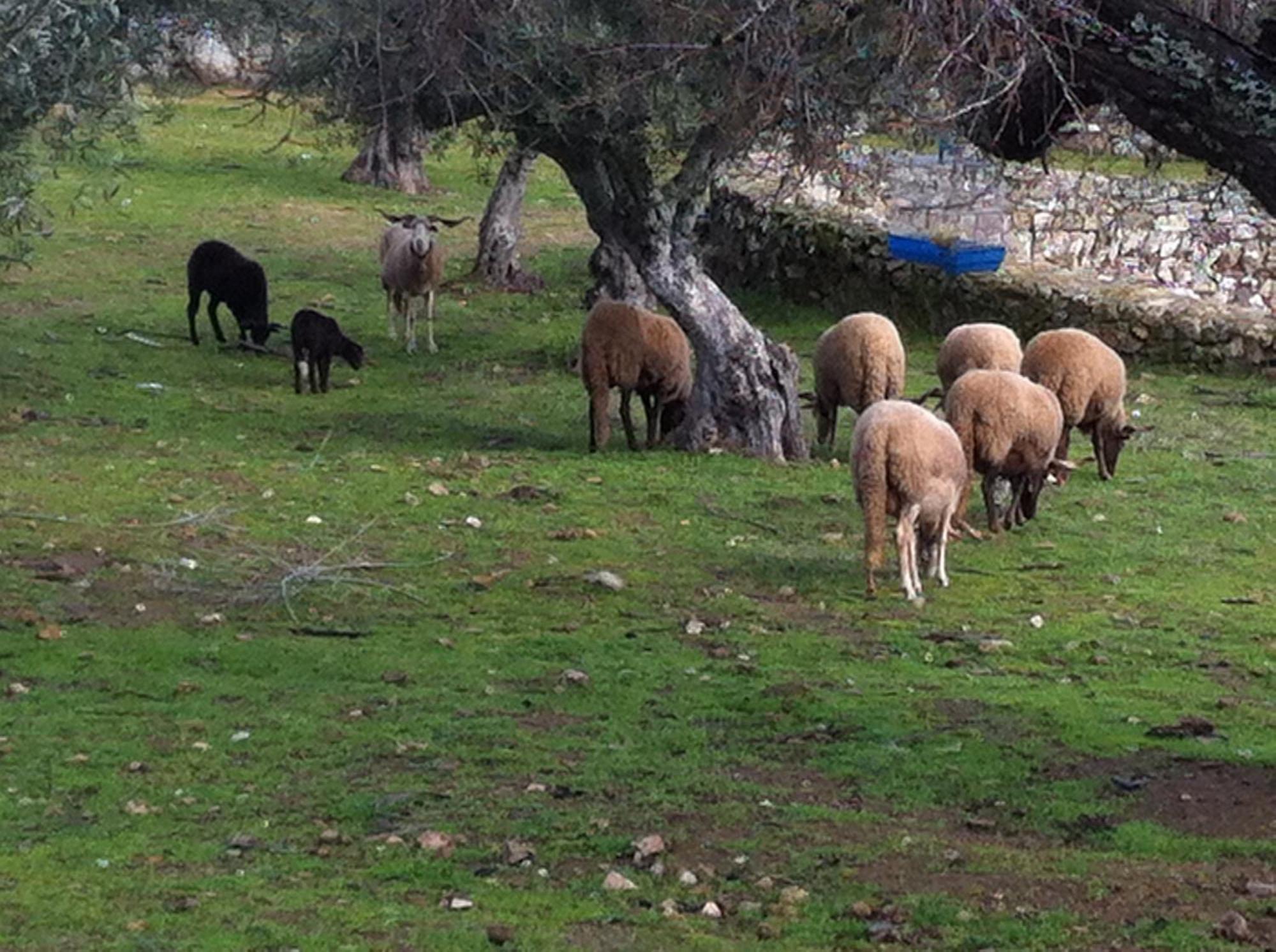 Quinta Das Pias - Holiday Farm Pinhel Esterno foto